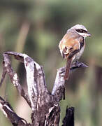 Long-tailed Shrike