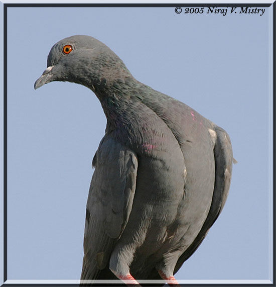 Rock Dove