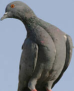 Rock Dove