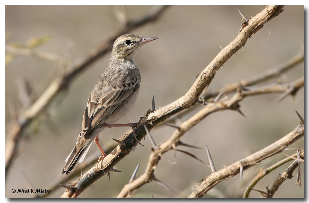 Pipit des arbres