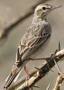 Tree Pipit