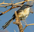 Prinia cendrée