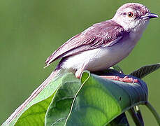 Plain Prinia