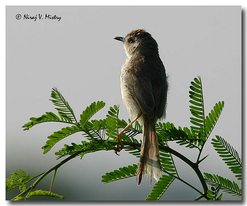 Plain Prinia