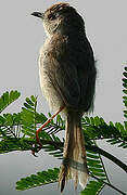 Plain Prinia