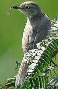 Plain Prinia