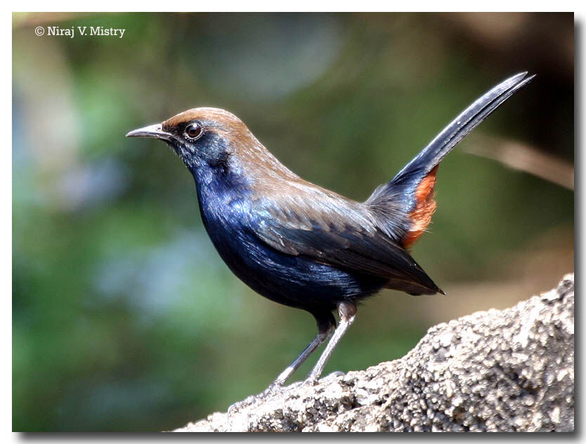 Indian Robin