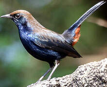 Indian Robin