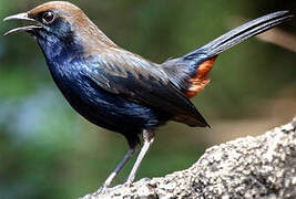 Indian Robin