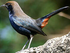 Indian Robin