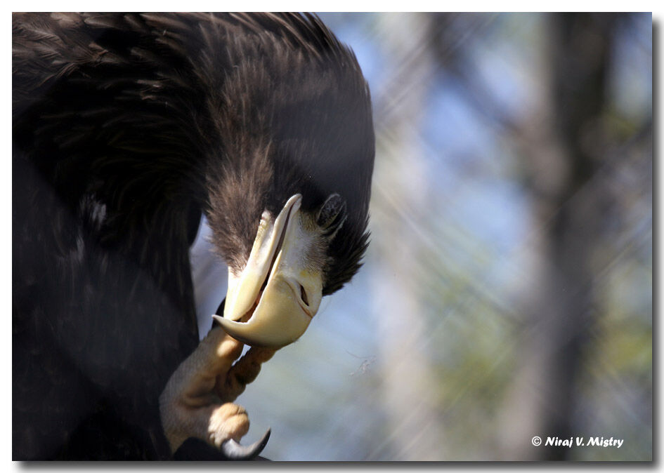 Steller's Sea Eagle