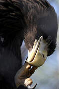 Steller's Sea Eagle