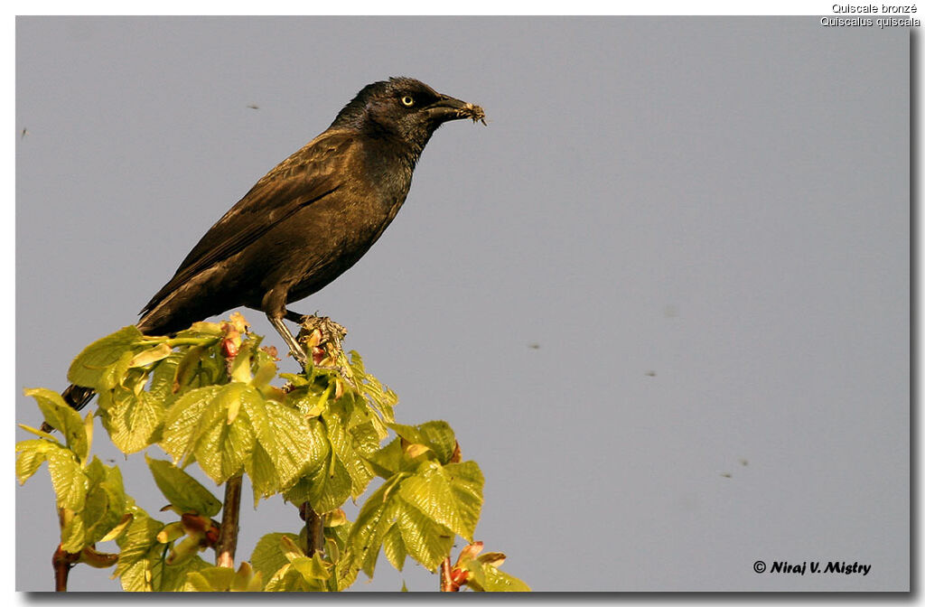 Common Grackle