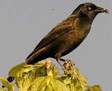 Common Grackle