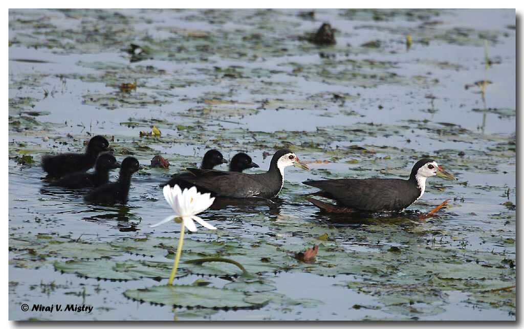 White-breasted Waterhen