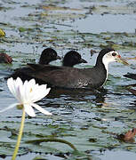 White-breasted Waterhen