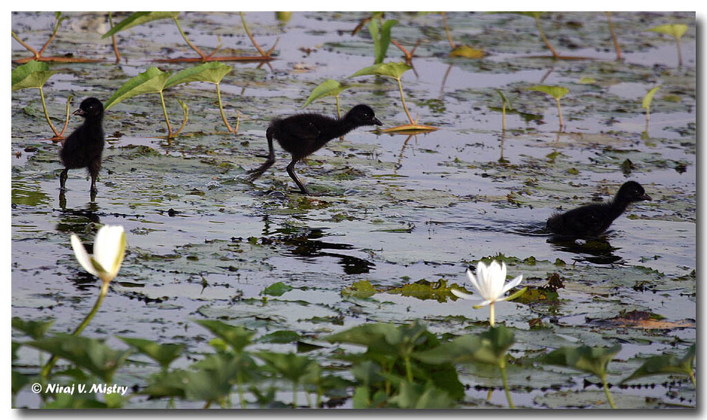 White-breasted Waterhenjuvenile