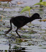 White-breasted Waterhen