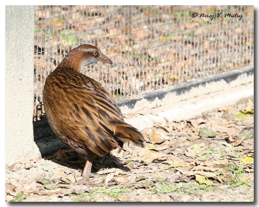 Weka