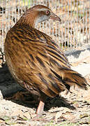 Weka