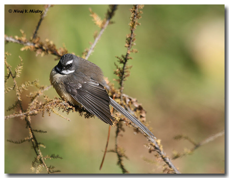 New Zealand Fantail