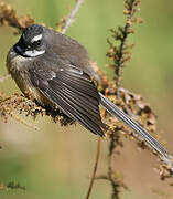 New Zealand Fantail