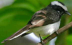 White-browed Fantail