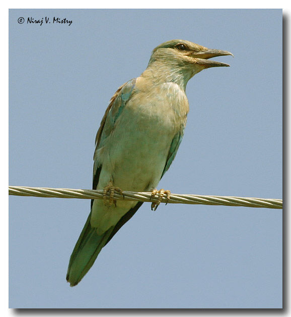 European Roller