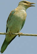 European Roller