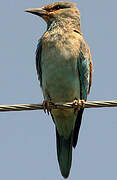 European Roller