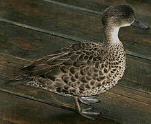 Grey Teal