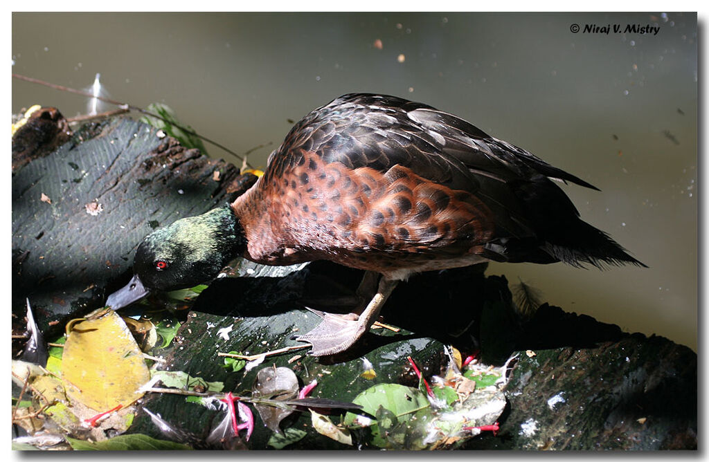 Chestnut Teal