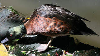 Chestnut Teal