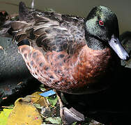 Chestnut Teal