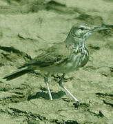 Greater Hoopoe-Lark