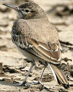 Greater Hoopoe-Lark