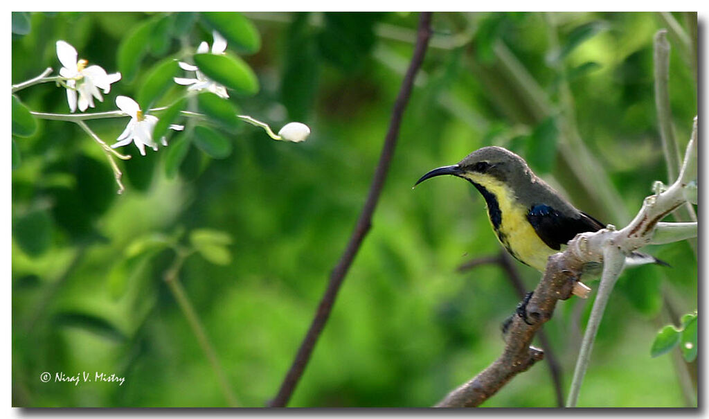 Purple Sunbird