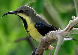 Purple Sunbird