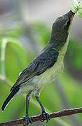 Purple Sunbird