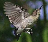 Purple Sunbird