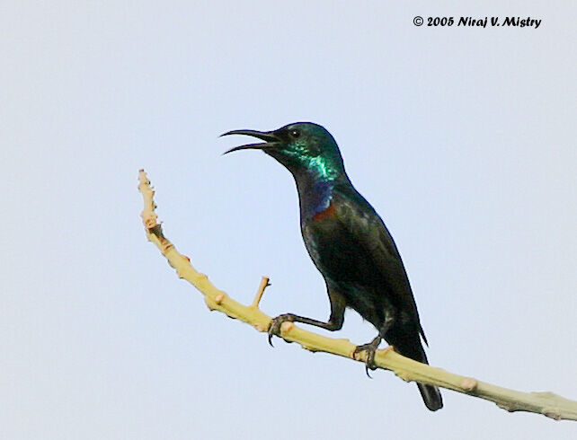 Purple Sunbird