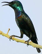 Purple Sunbird