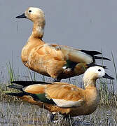 Ruddy Shelduck