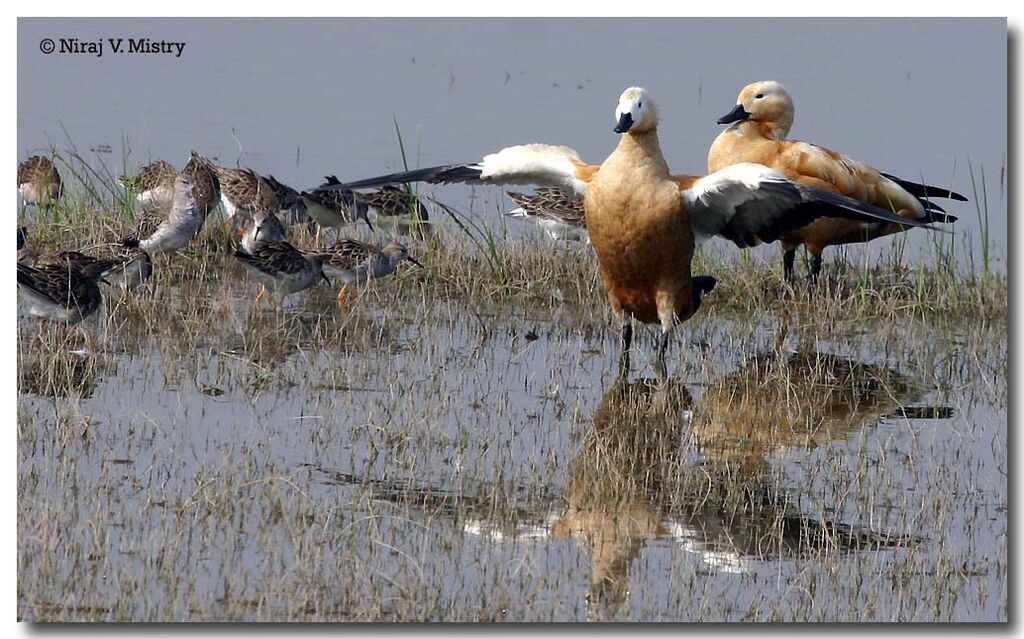 Ruddy Shelduck