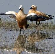 Ruddy Shelduck