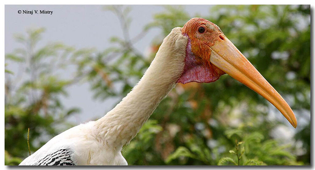 Painted Stork