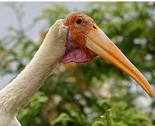 Painted Stork