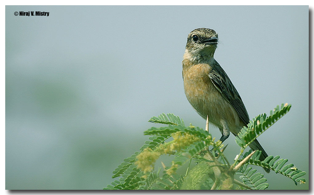 Siberian Stonechat