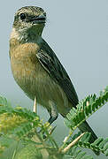 Siberian Stonechat