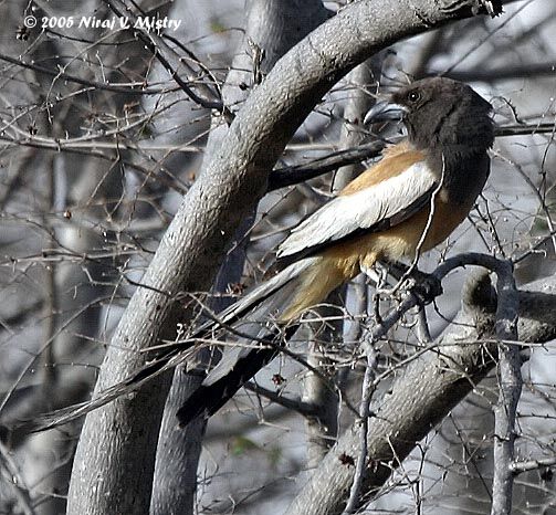 Rufous Treepie